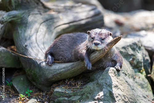 Small otter - Amblonyx Cinerea in its natural habitat in nature.