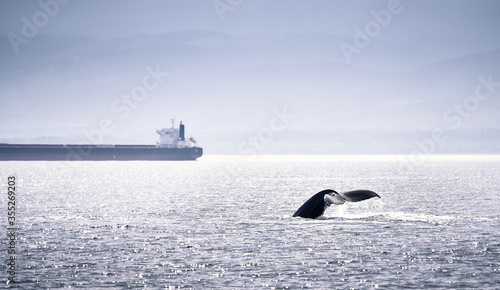 A humpback whale next to a big boat