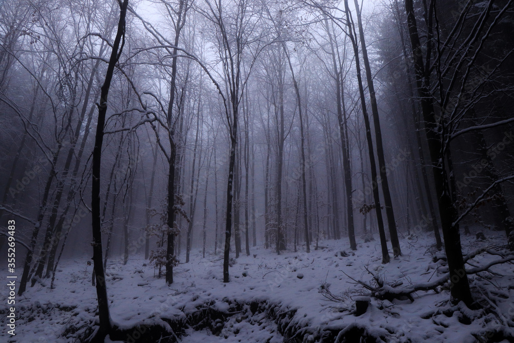 Naklejka premium Dark forest with impenetrable white mist and a small blanket of snow created a mysterious place crowned with many stories about the clergy. Beskydy mountains, czech republic