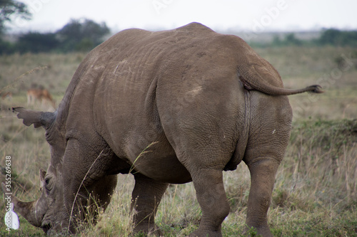 A Rhino accompanied with its baby in Nairobi National Park