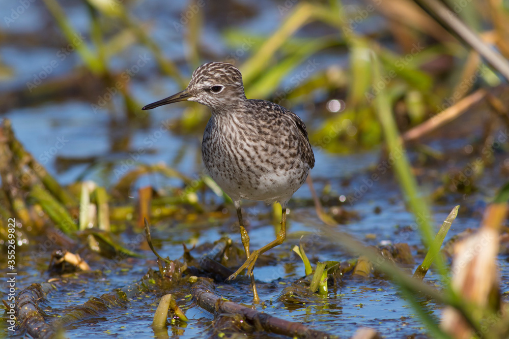 Fototapeta premium Sandpiper walks through shallow spring swamp