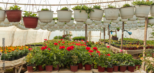 Gardening, flower nursery, shop, greenhouse geranium Pelargonium sp.