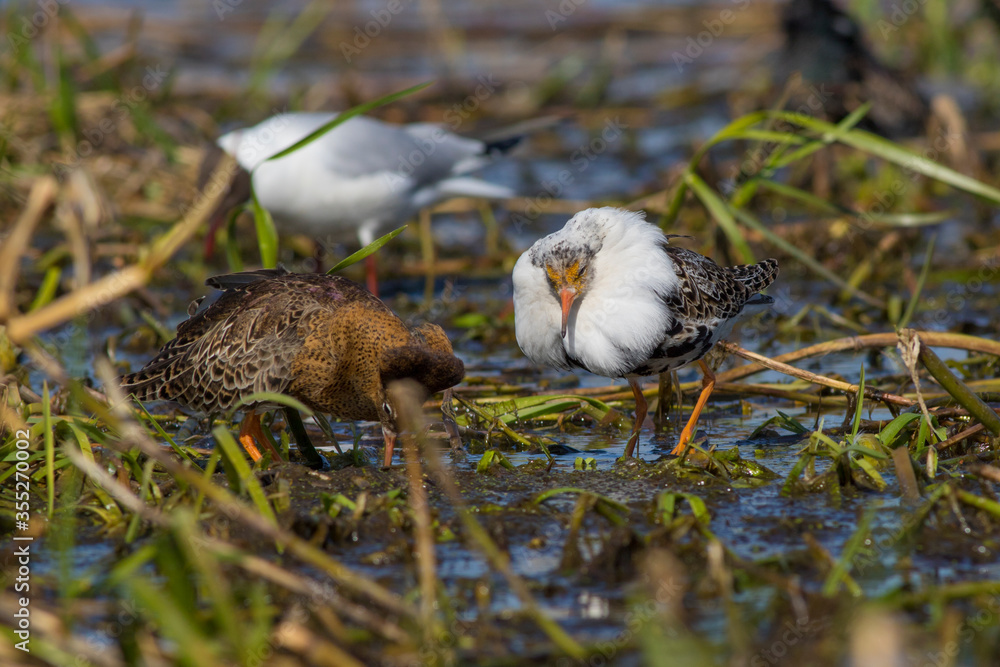 Sandpiper walks through shallow spring swamp Sandpiper walks through shallow spring swamp