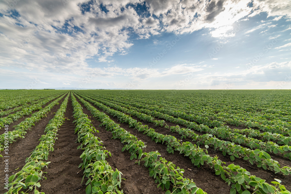 Soybean field ripening at spring season, agricultural landscape