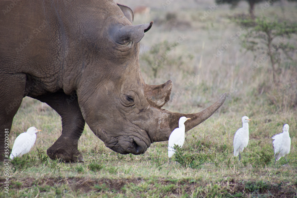 Fototapeta premium Baby Rhino with a freind