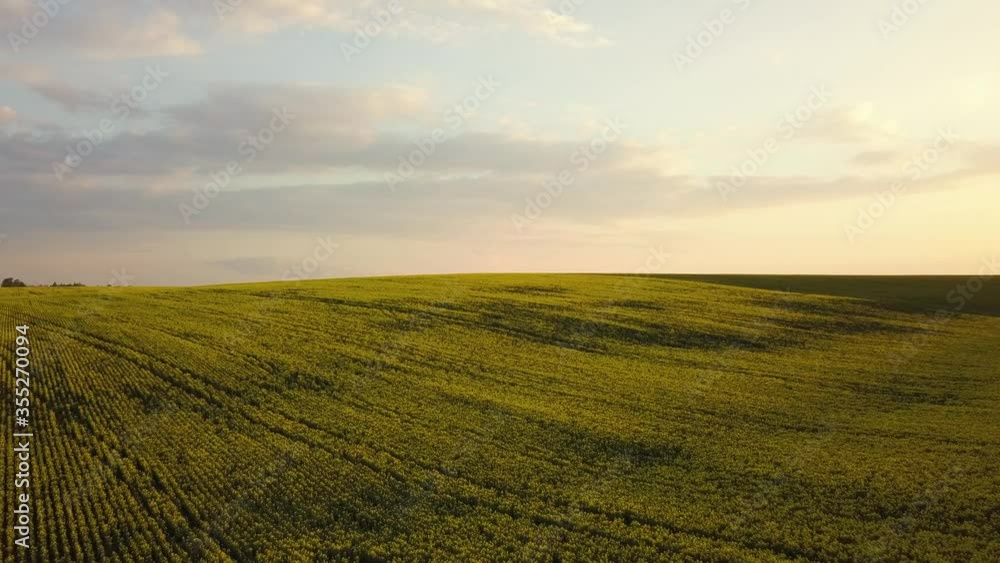 Aerial view of bright green agricultural farm field with growing rapeseed plants at sunset. Aerial view of bright green agricultural farm field with growing rapeseed plants at sunset.