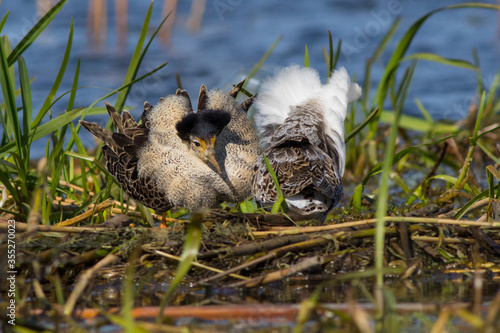 Sandpiper walks through shallow spring swamp
