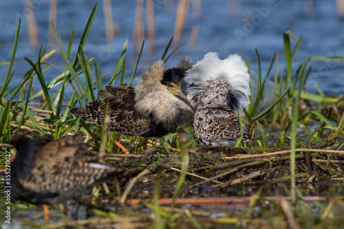 Sandpiper walks through shallow spring swamp