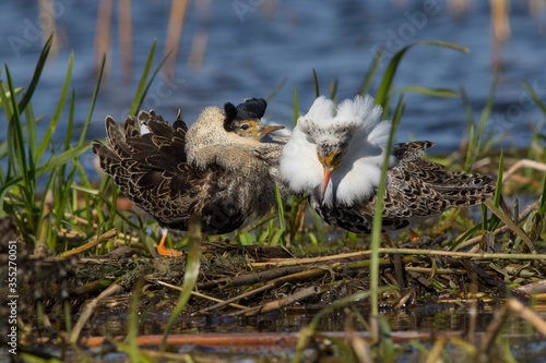 Sandpiper walks through shallow spring swamp