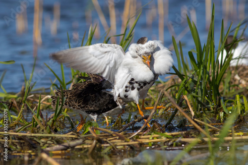 Sandpiper walks through shallow spring swamp