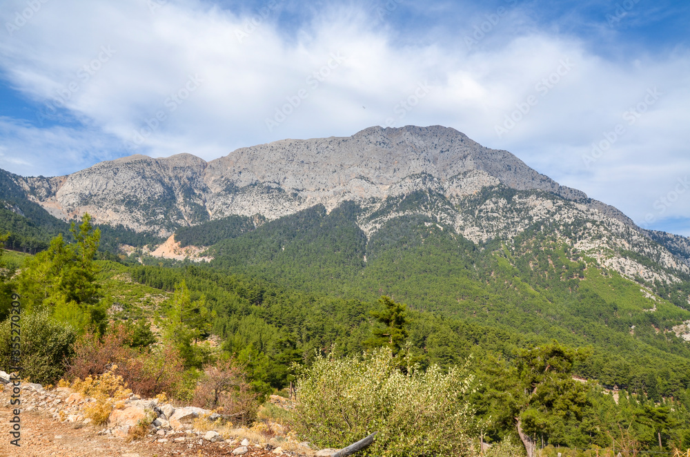 A landscape view of pine trees in the mountains seen from the Lycian way trail near Mount Olympos or Tahtali near Antalya, Turkey