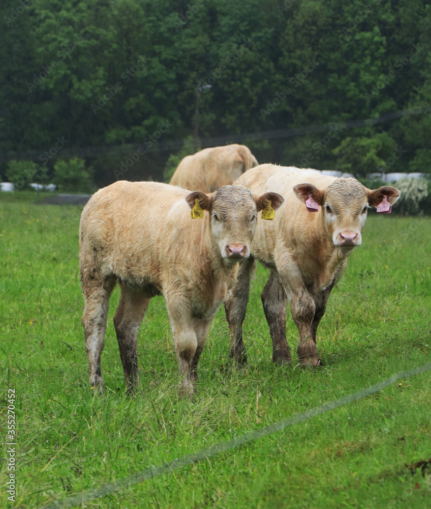 Adult cows from the Czech spotted cattle breed talk happily and chew the grass in rainy weather on the edge of the Beskydy Mountains, Czech Republic. Adult cows from the Czech spotted cattle breed talk happily and chew the grass in rainy weather on the edge of the Beskydy Mountains, Czech Republic.