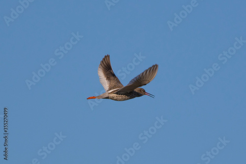 Sandpipers fly in the bright spring sky
