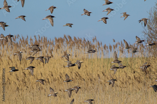 Sandpipers fly in the bright spring sky