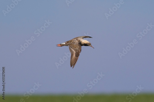 Sandpipers fly in the bright spring sky