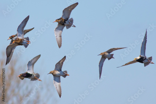 Sandpipers fly in the bright spring sky