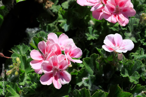 Pink flowers of Geranium