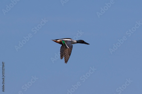 Wide-nosed duck drake flies in the blue sky