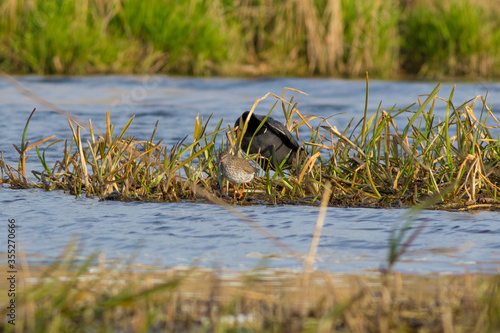 Sandpiper sitting on a swamp bump