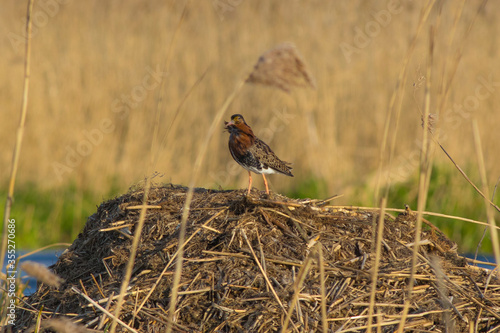 Sandpiper sitting on a swamp bump