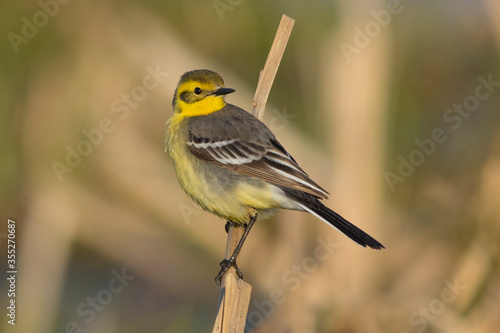 Yellow wagtail sitting on a dry reed