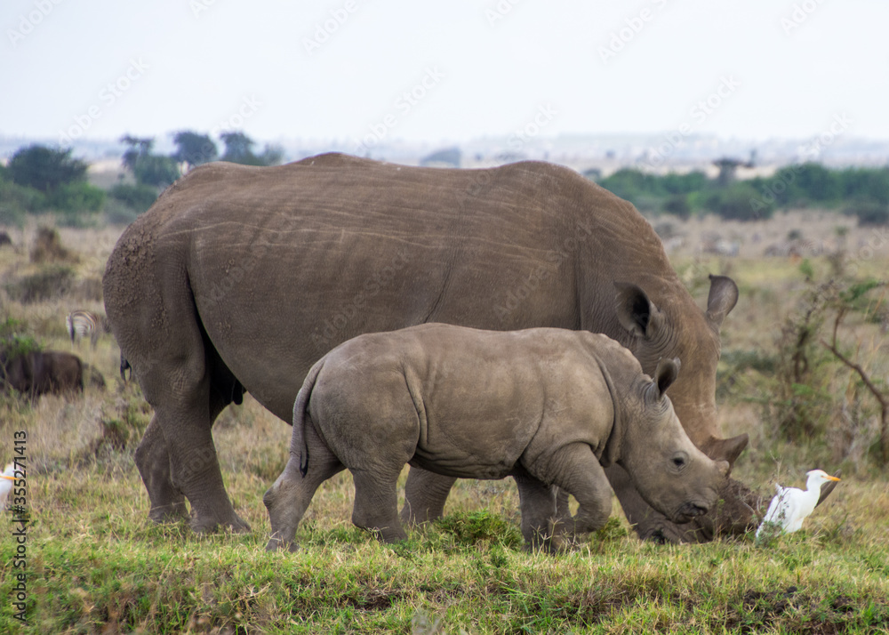 A Rhino accompanied with its baby in Nairobi National Park A Rhino accompanied with its baby in Nairobi National Park