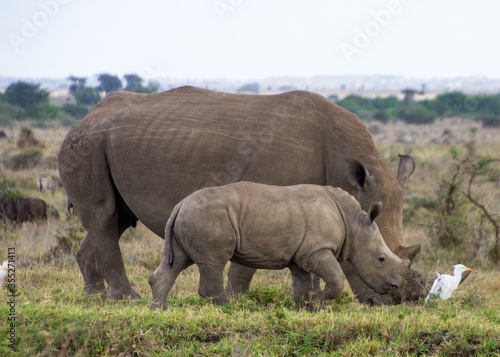 A Rhino accompanied with its baby in Nairobi National Park © Hamidslens