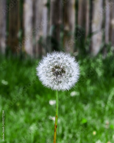 Beautiful macro shot of a dandelion in Colorado