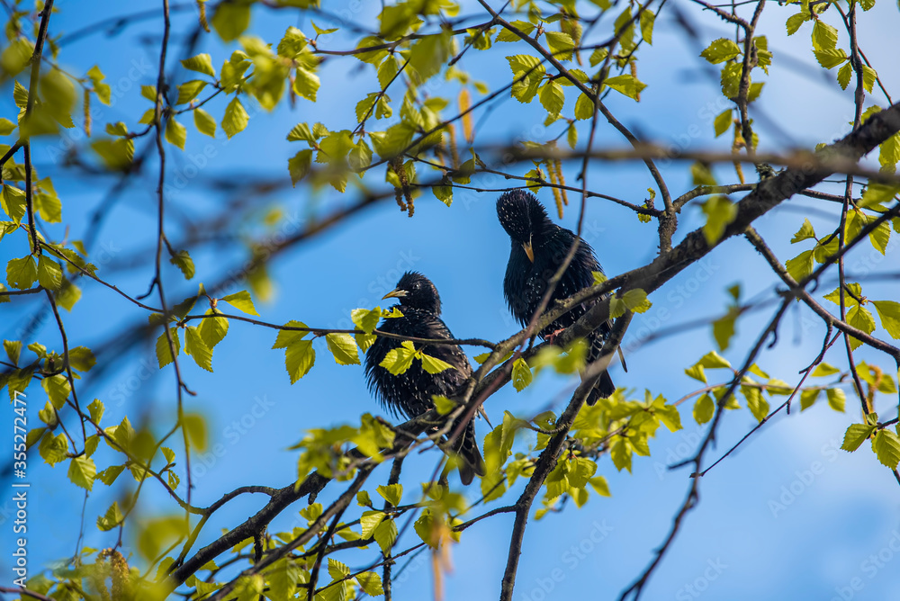 a pair of blackbirds sitting on a branch with green leaves a pair of blackbirds sitting on a branch with green leaves