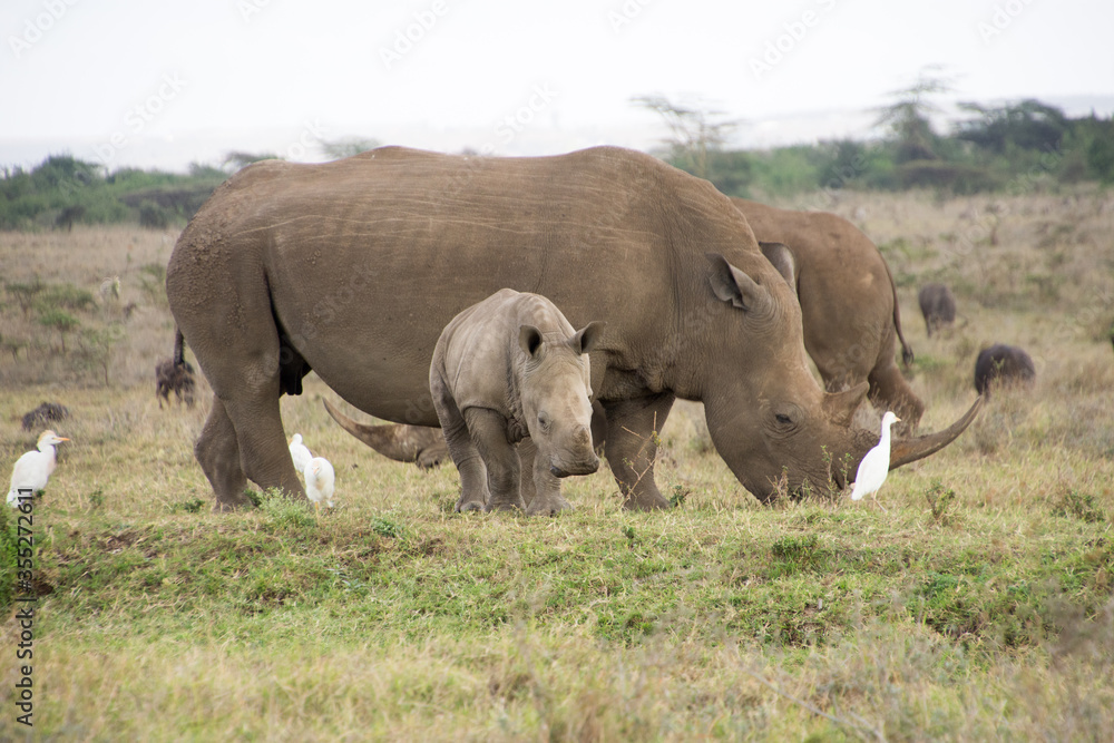 A Rhino accompanied with its baby in Nairobi National Park A Rhino accompanied with its baby in Nairobi National Park