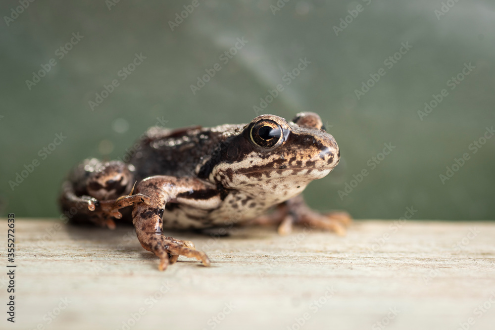 Fototapeta premium A small wet frog on a wooden Board