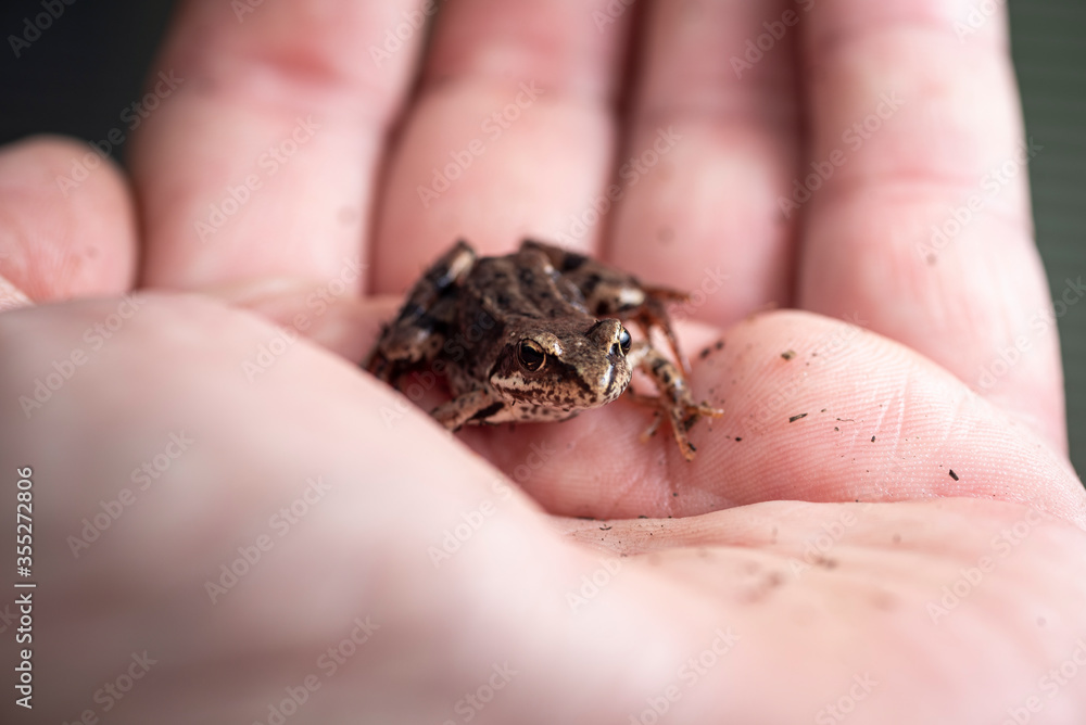 Naklejka premium A small wet frog on the palm of your hand