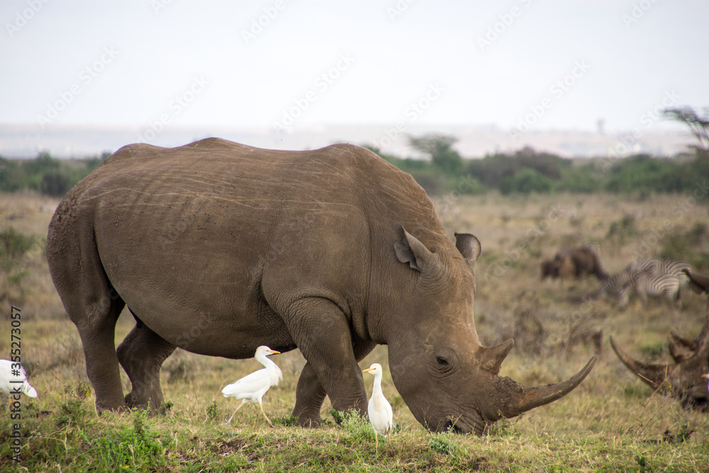 Fototapeta premium A Rhino accompanied with its baby in Nairobi National Park