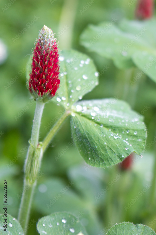 Crimson Clover or Italian Clover (in german Inkarnat-Klee, Blutklee, Rosenklee or Italienischer Klee) Trifolium incarnatum Crimson Clover or Italian Clover (in german Inkarnat-Klee, Blutklee, Rosenklee or Italienischer Klee) Trifolium incarnatum