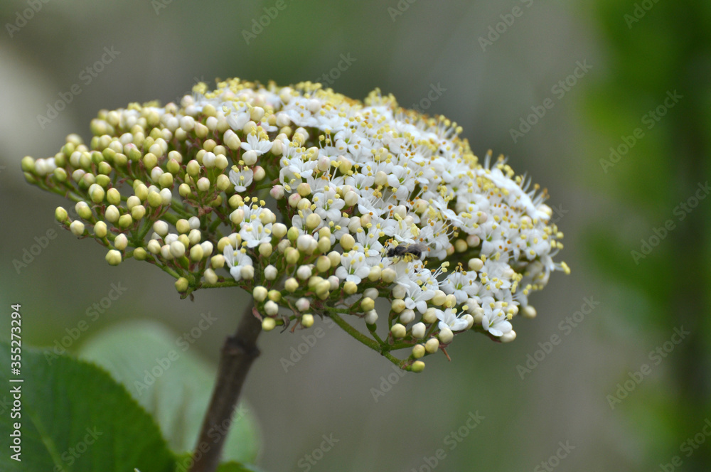 Viburnum (Viburnum lantana) blooms in spring Viburnum (Viburnum lantana) blooms in spring