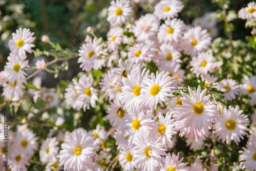 Fototapeta Naklejka Na Ścianę i Meble -  White Chrysanthemums in the garden