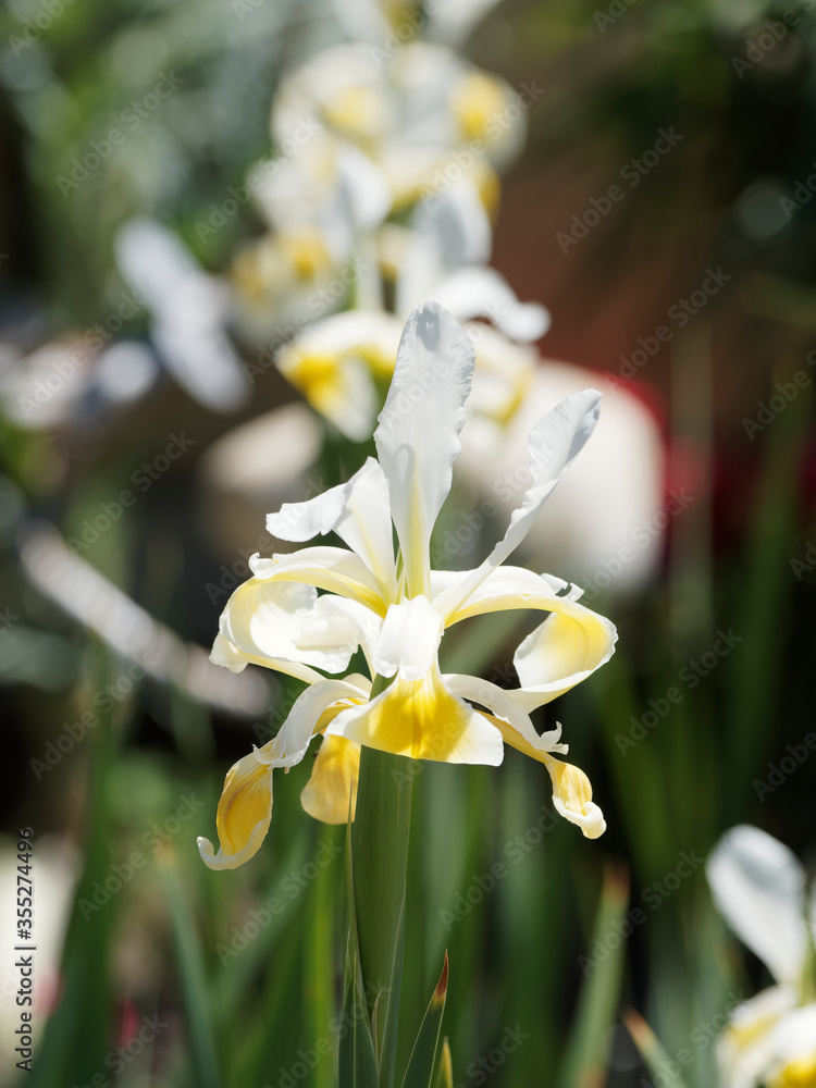 Foto de (Iris × hollandica) weiß mit gelbe Flecken Holländische