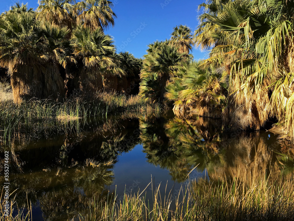 Palm trees reflected in the still water of the McCallum Grove Pond at the Thousand Palms Oasis. The pond, which is in Palm Springs, is fed by water seeping up through a fault line in the earth Palm trees reflected in the still water of the McCallum Grove Pond at the Thousand Palms Oasis. The pond, which is in Palm Springs, is fed by water seeping up through a fault line in the earth