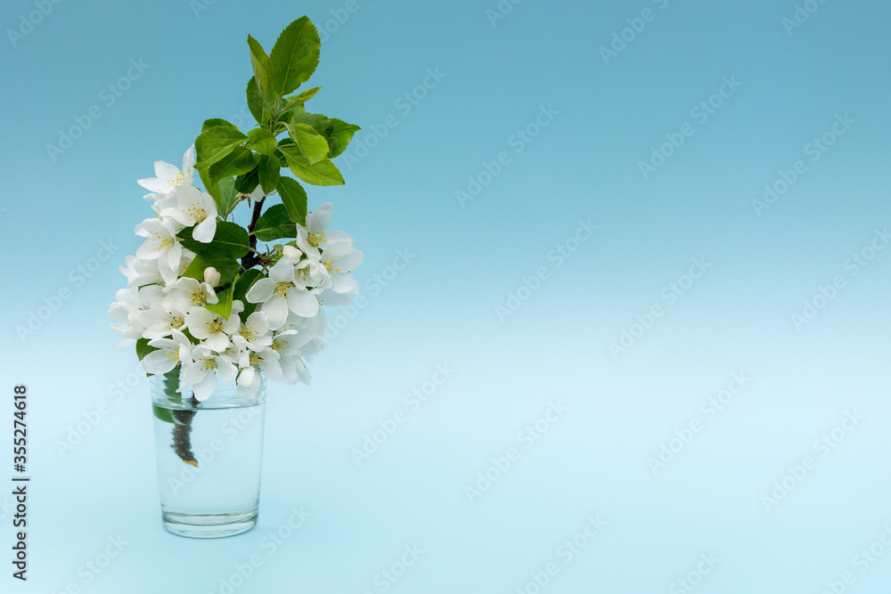 A branch with white flowers and green leaves stands in a vase of water on a blue background. Apple blossoms. Photo in pastel tones. Horizontal. The concept of a layout for a greeting card.Spring.