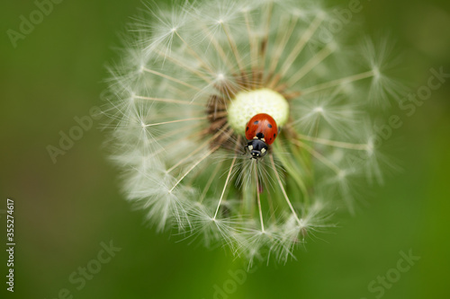 ladybird on a dandelion