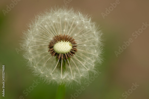 dandelion on green