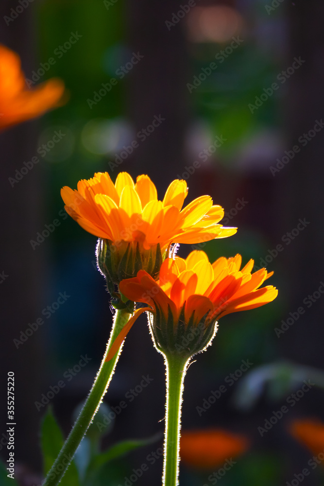Orange calendula flowers on a summer day. Calendula officinalis in the garden. Orange calendula flowers on a summer day. Calendula officinalis in the garden.