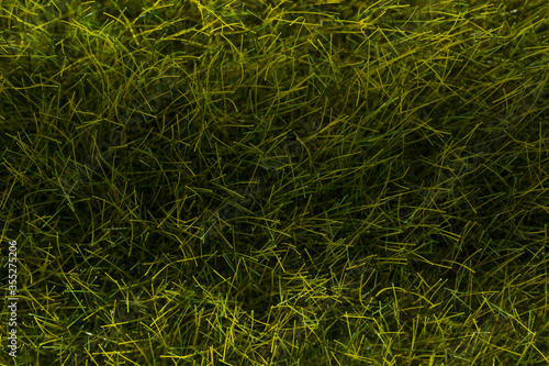 Texture of tall bright green artificial grass
