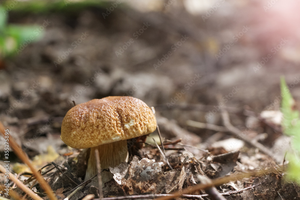 Close up view of porcini (Boletus edulis) mushroom, also known as cep, penny bun or porcino, growing in autumn forest among fallen leaves. Selective focus. Beauty in nature theme. Close up view of porcini (Boletus edulis) mushroom, also known as cep, penny bun or porcino, growing in autumn forest among fallen leaves. Selective focus. Beauty in nature theme.
