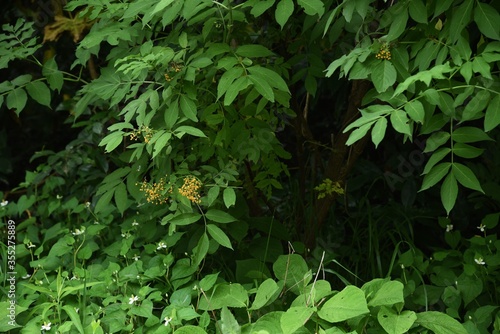 Sambucus sieboldiana (Japanese red elder),a rare variety with yellow berries / Adoxaceae deciduous shrub.