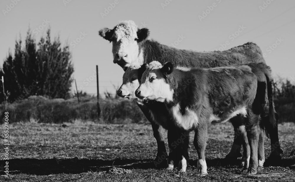 Small herd of Hereford cattle in black and white on farm shows cow with ...