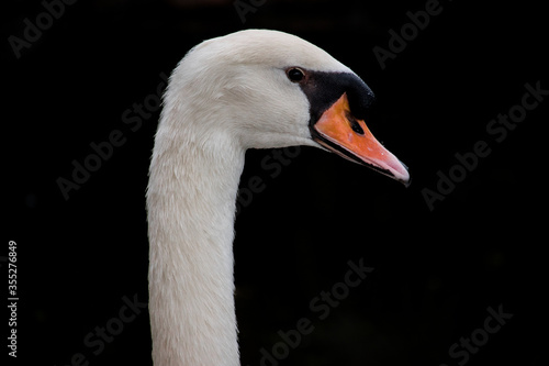 Mute Swan bird head and neck close up with black background