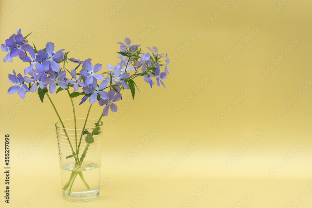 gently blue spring flowers stand in a vase of water, on a yellow background, a gradient. Phlox. The concept of a greeting card. Photo in pastel tones