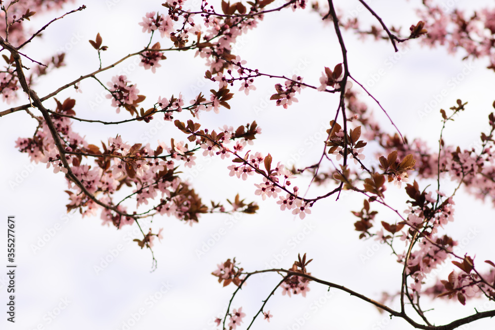 Cherry Blossom Branches Pattern