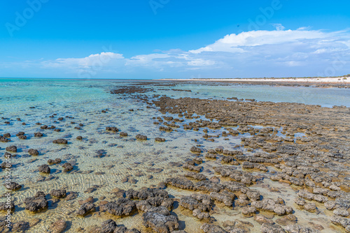 Stromatolites at Hamelin pool in Australia photo